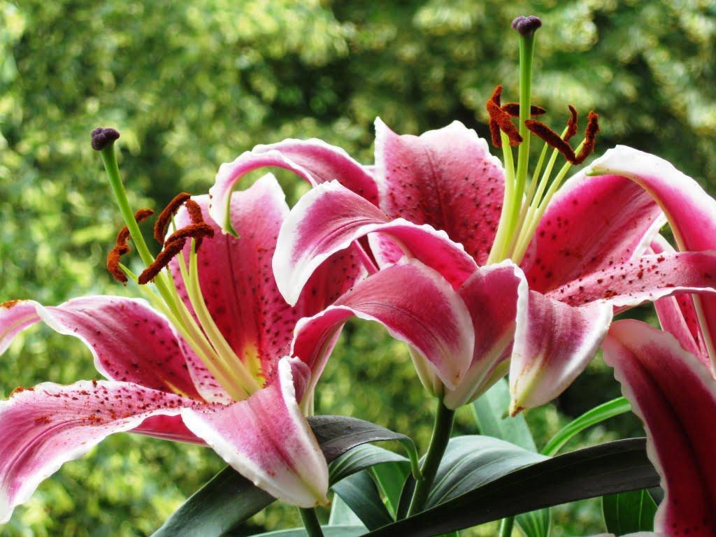 Panoramio of Stargazer Lily