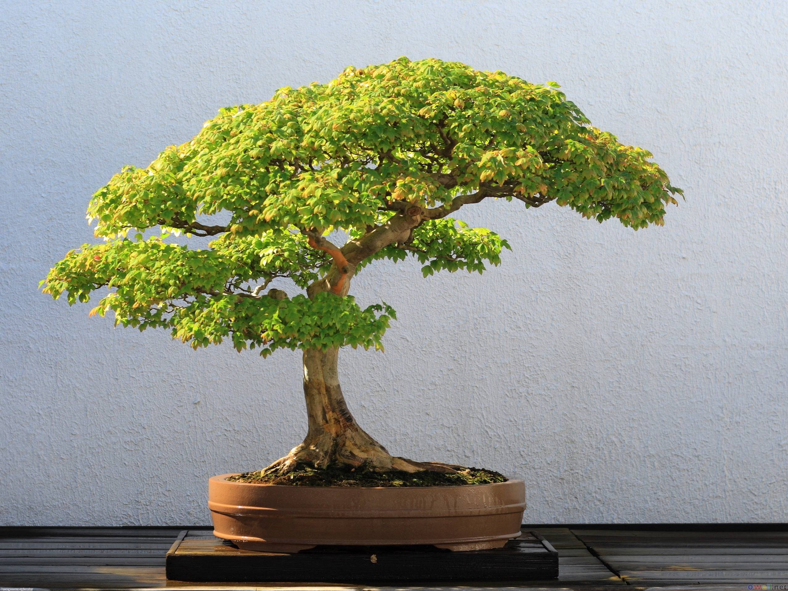 new bonsai full HD wallpaper