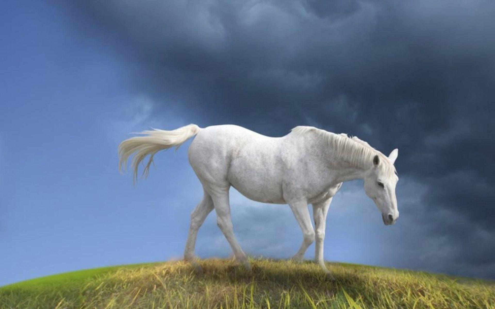 White Horse Wallpaper. White Horse Desktop Wallpaper. Cool