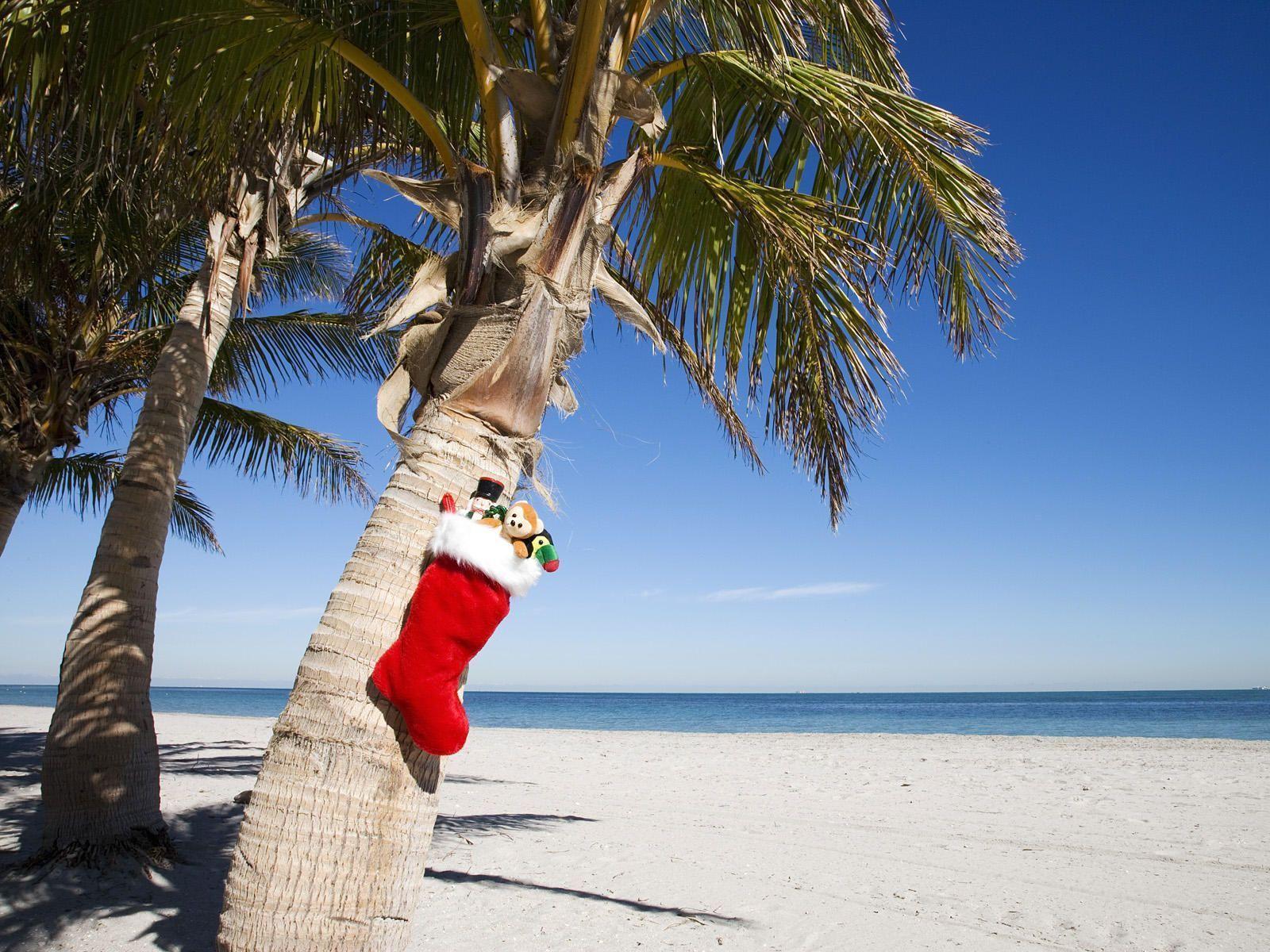 Tons of awesome tropical Christmas wallpapers to download for free. 