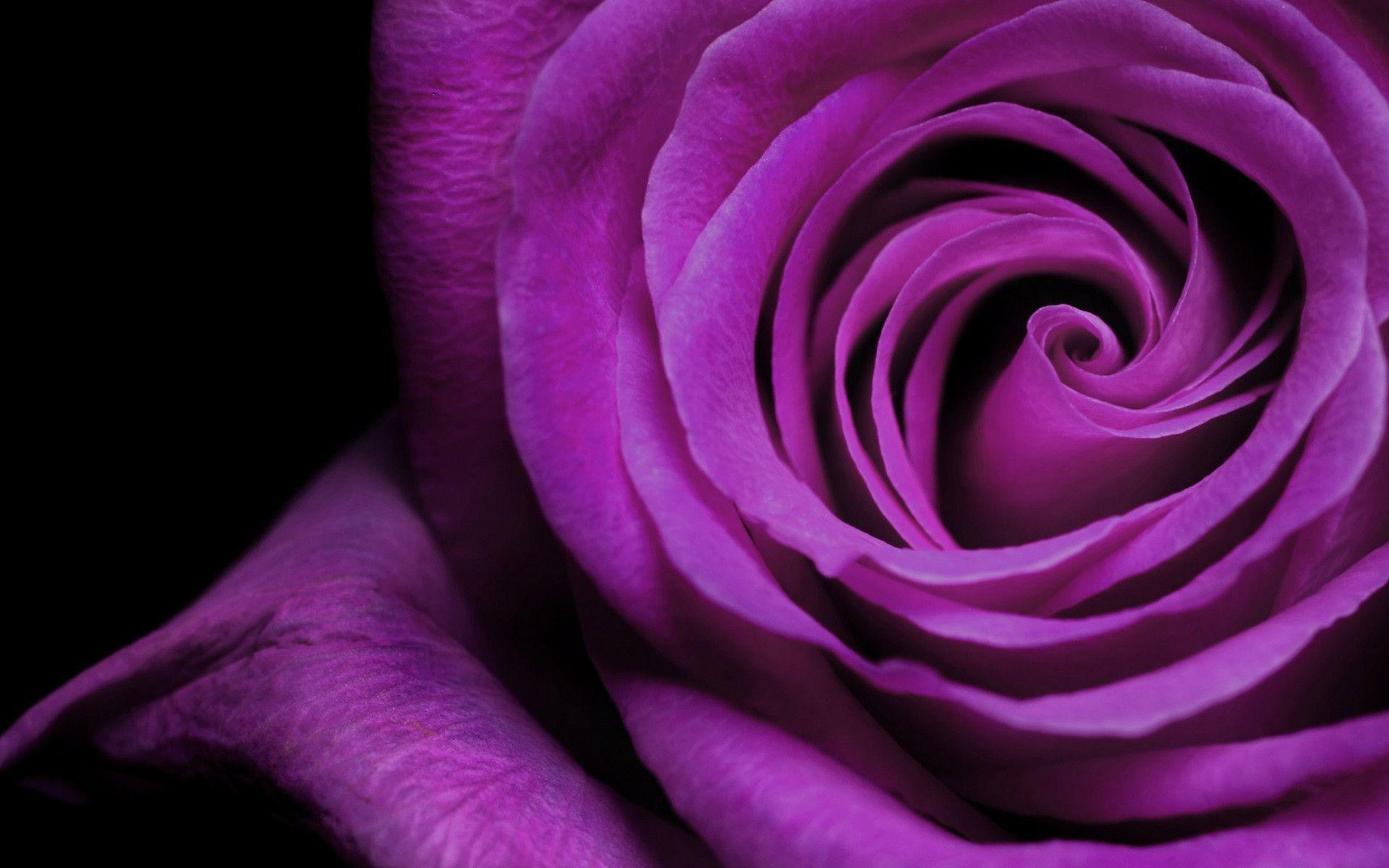 Wallpaper Of Purple Rose Flowers Widescreen 2 HD Wallpaper