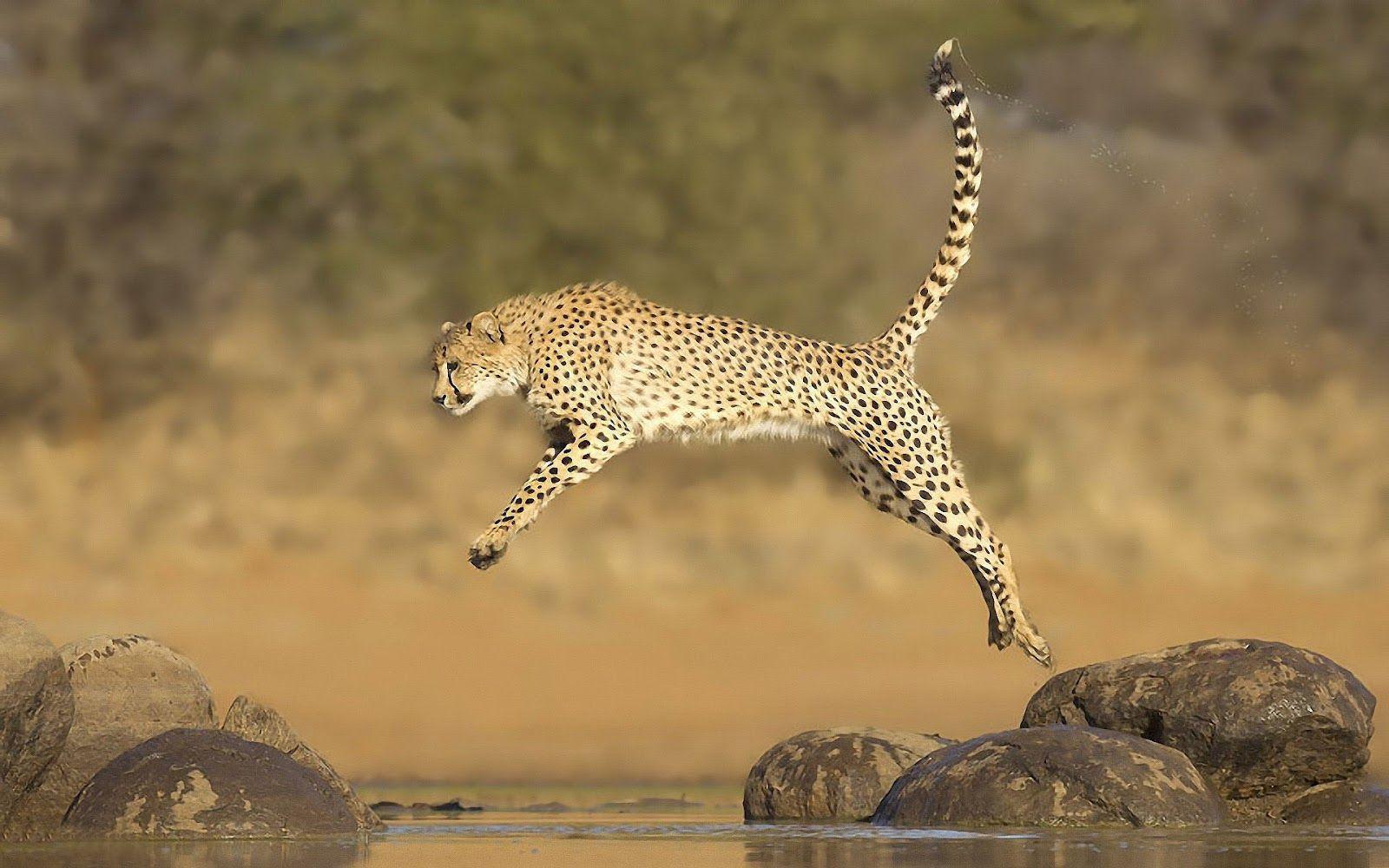Picture of jumping cheetah over water