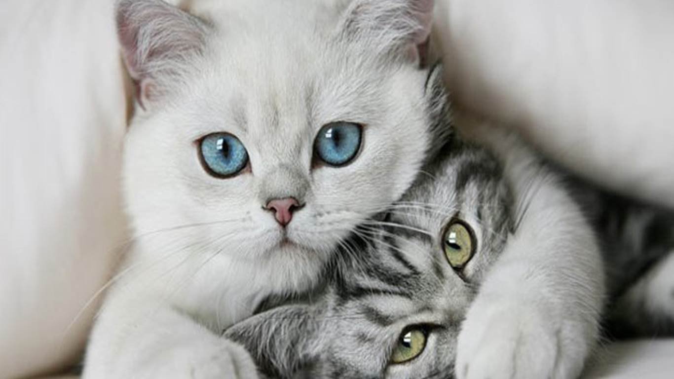 HD cats wallpapers