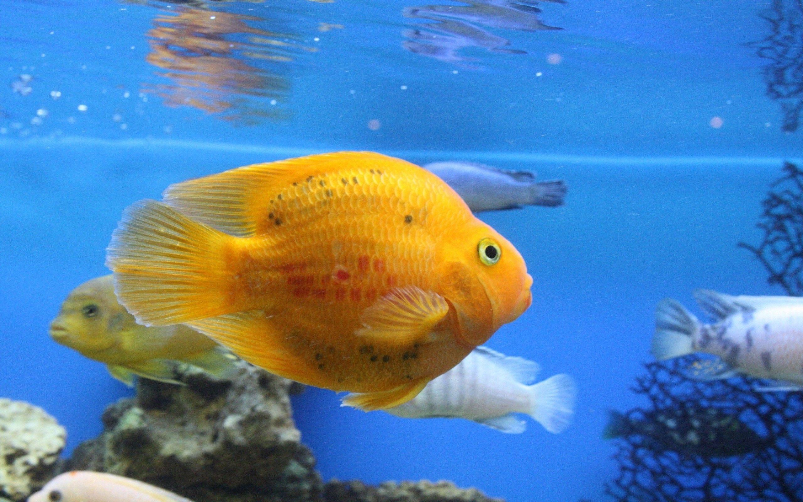 Fish HD Wallpaper. Fish Image Free Download