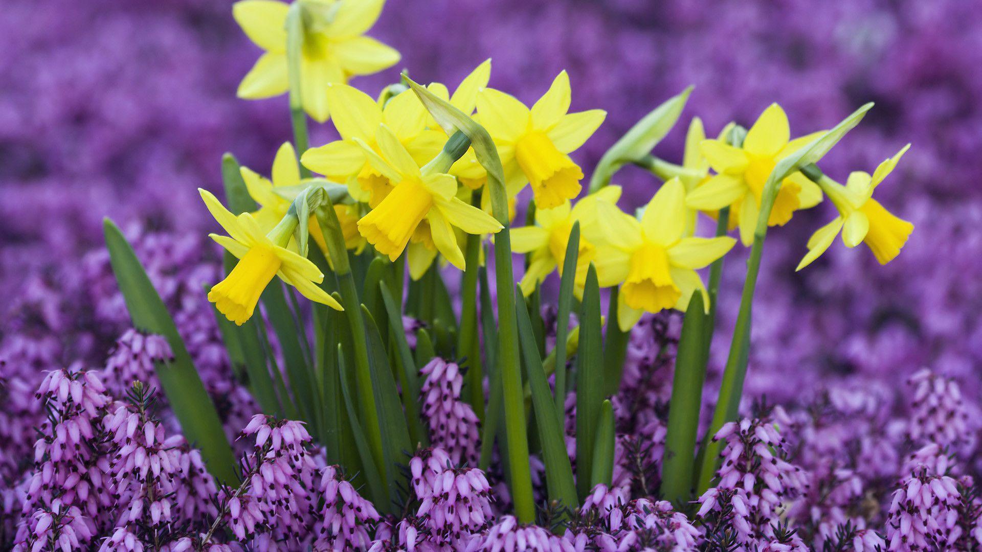 image For > Purple Daffodil