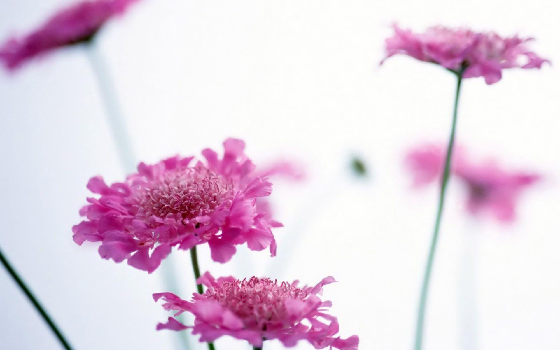 Pink flower wallpaper for desktop background viewing