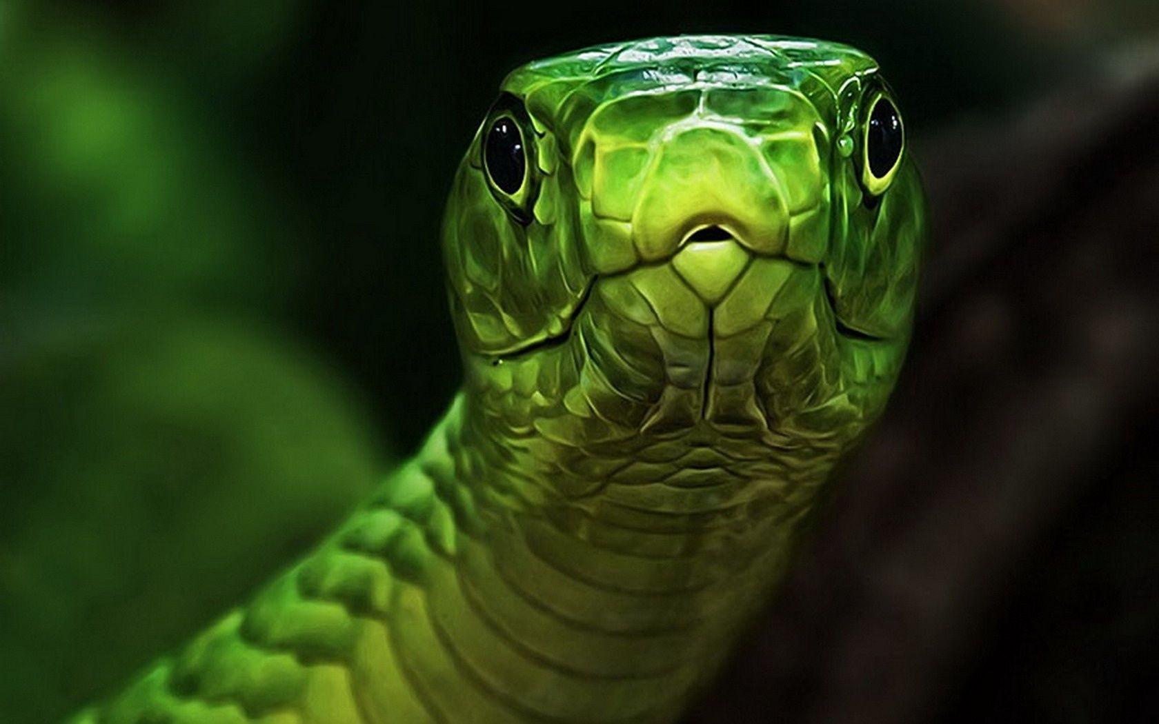 a green snake wallpaper Search Engine