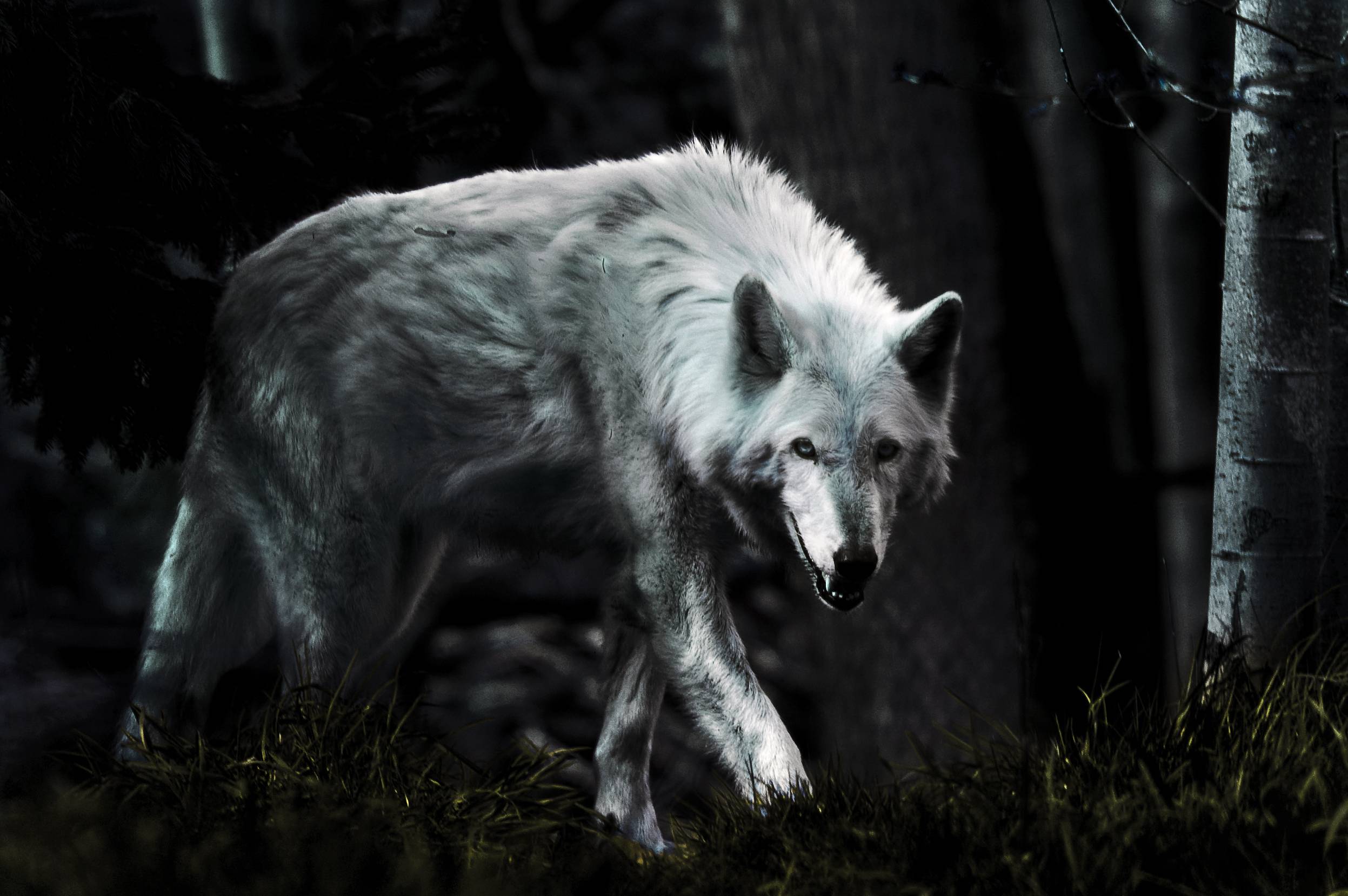 Dark Wolf Background : Dark Wolves Wallpapers | Carisca Wallpaper