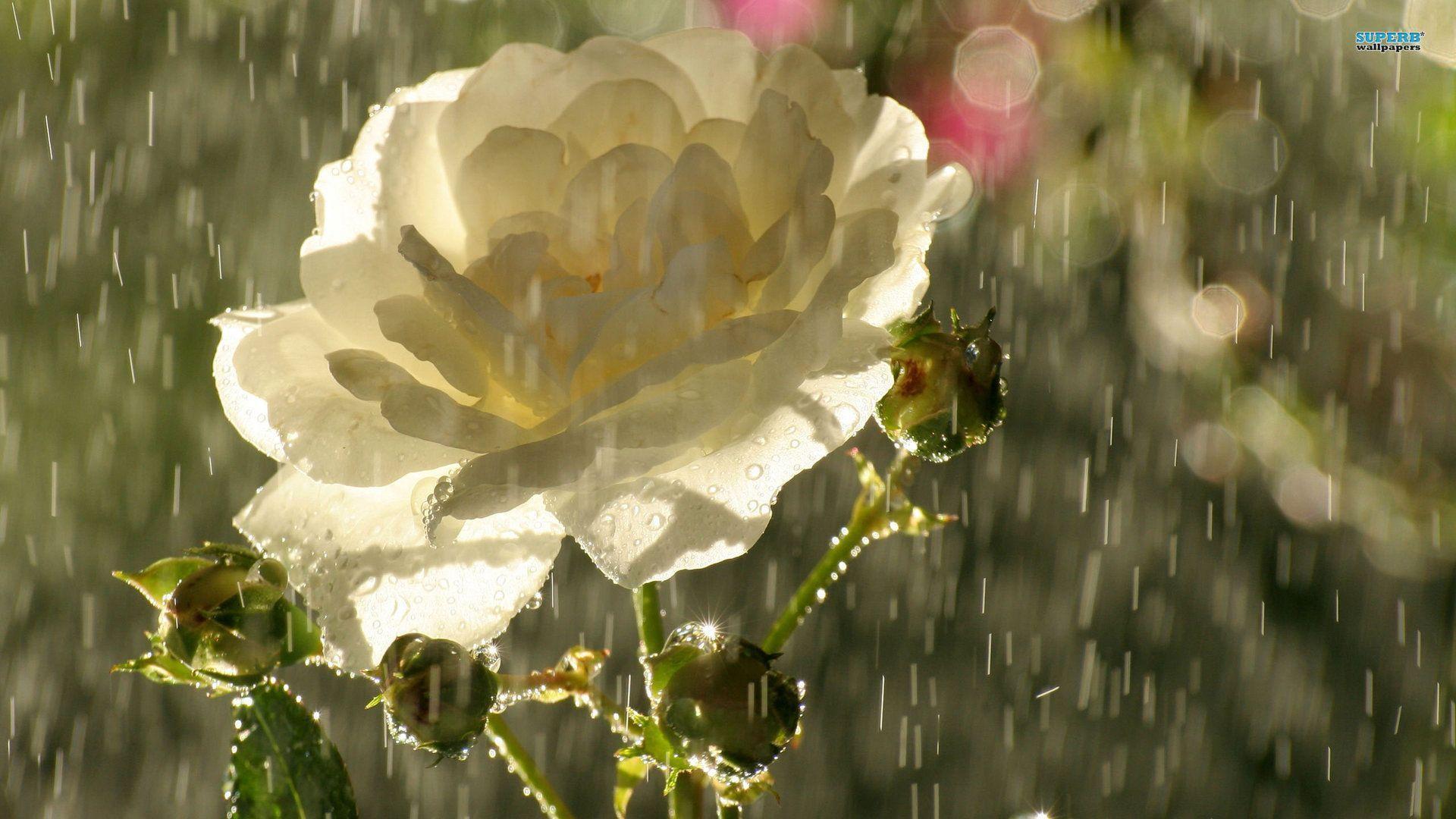 Rose in rain wallpaper wallpaper - #
