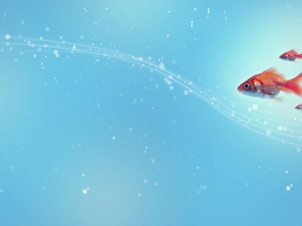 Free Tuamotu Butterfly Fish Background For PowerPoint
