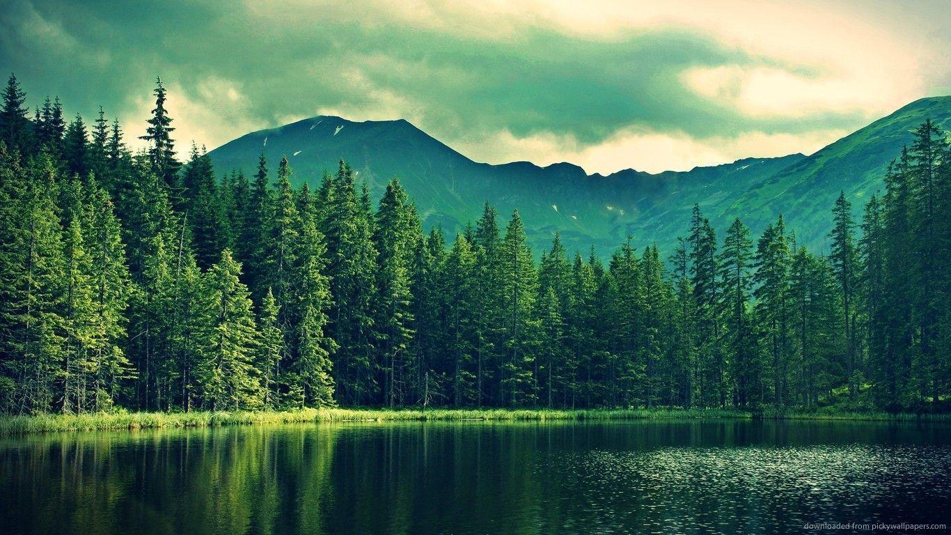 Download 1366x768 Pine Trees Near Mountain Lake Wallpaper
