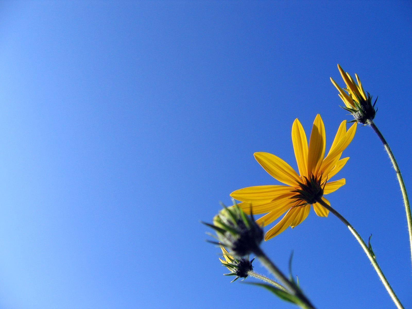 Good Day Wallpaper HD Free High 2560x1600PX Wallpaper Good Day #