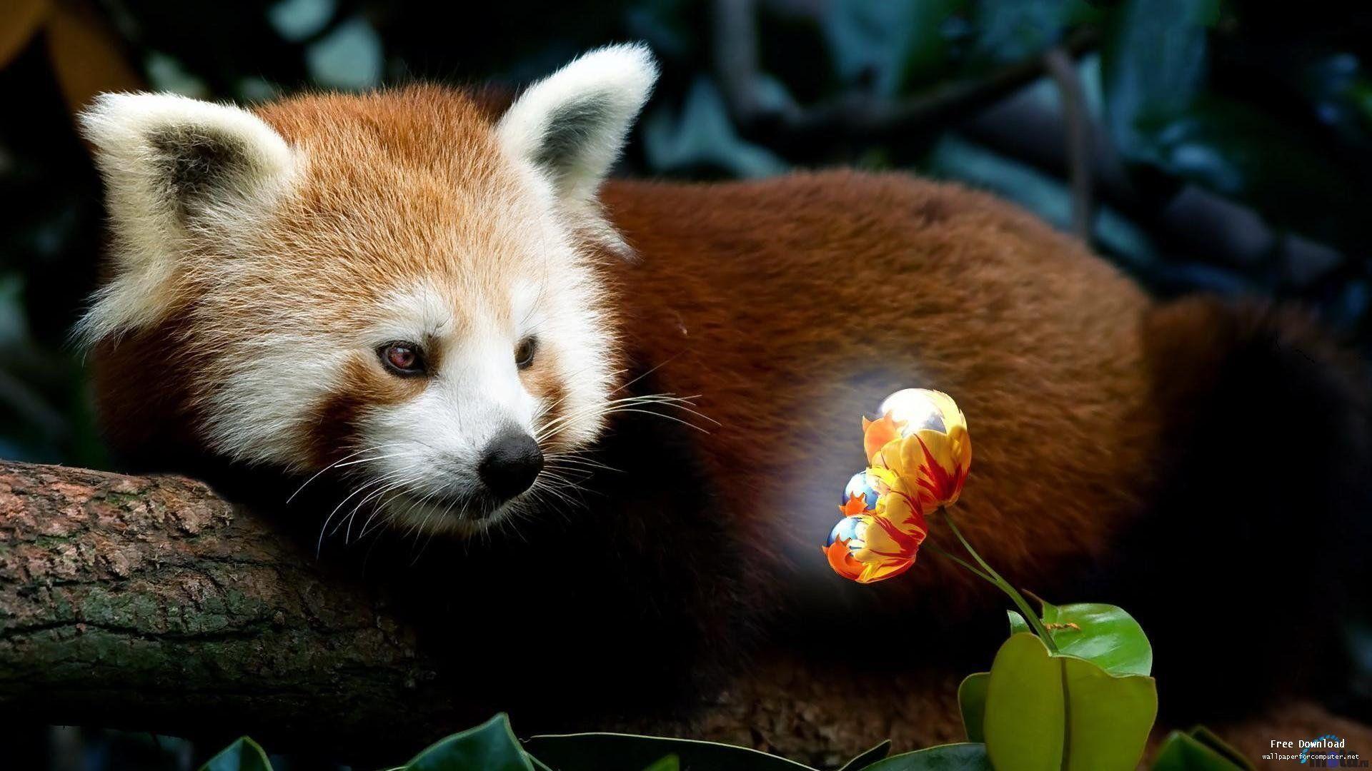 Red Panda Backgrounds - Wallpaper Cave