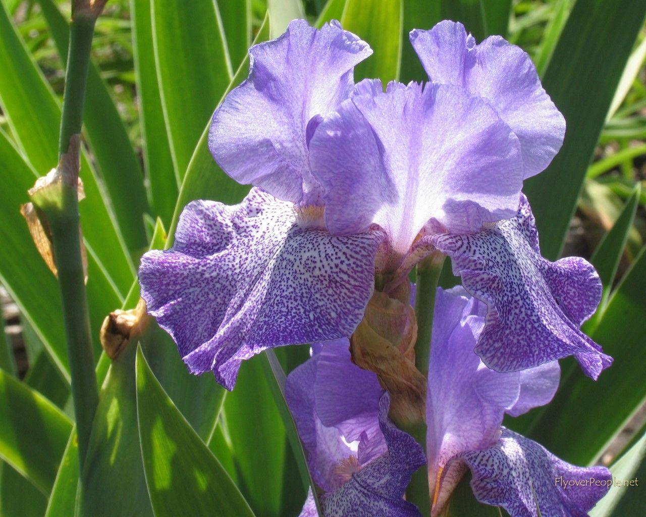 Nature Iris Flower, Flowers Wallpaper, HD phone wallpaper