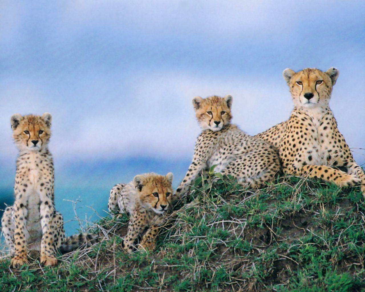 Wildlife Cheetah Animals Wallpaper Image with Cheetahs