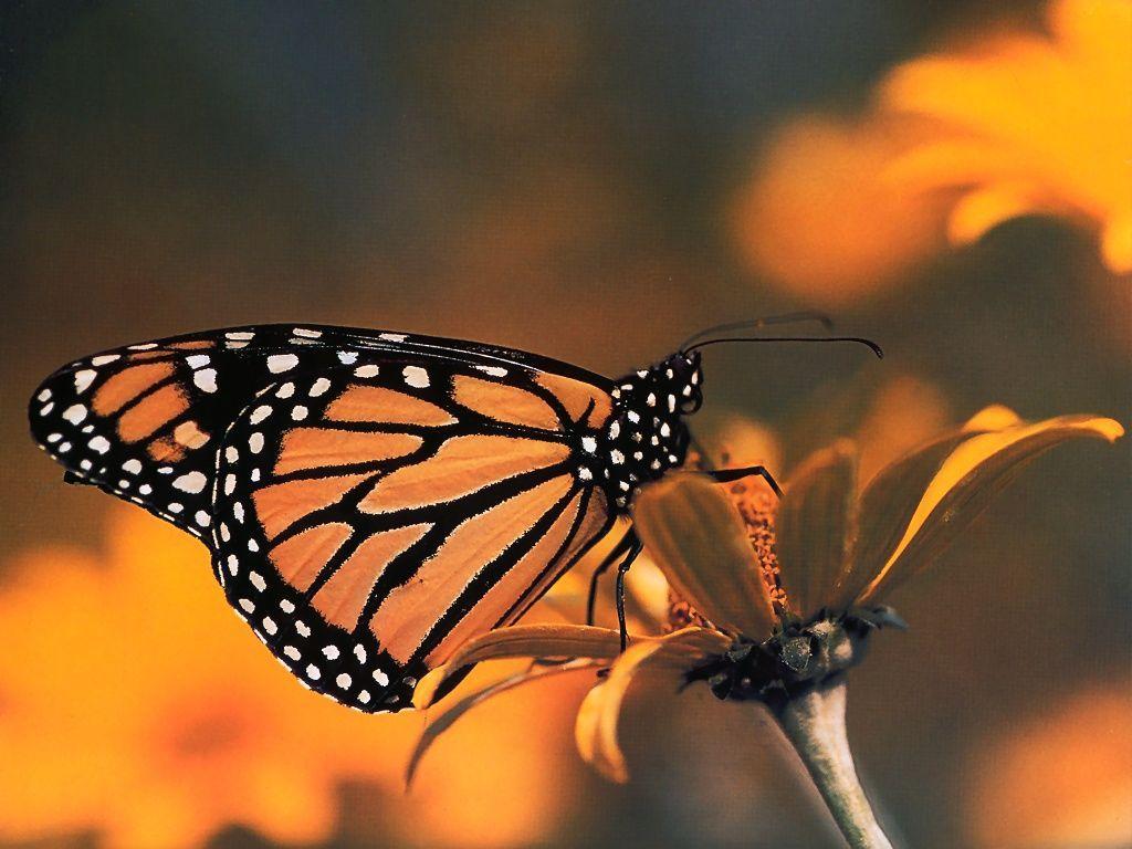 Monarch Butterfly Colorful Beautiful Animal Picture Monarch