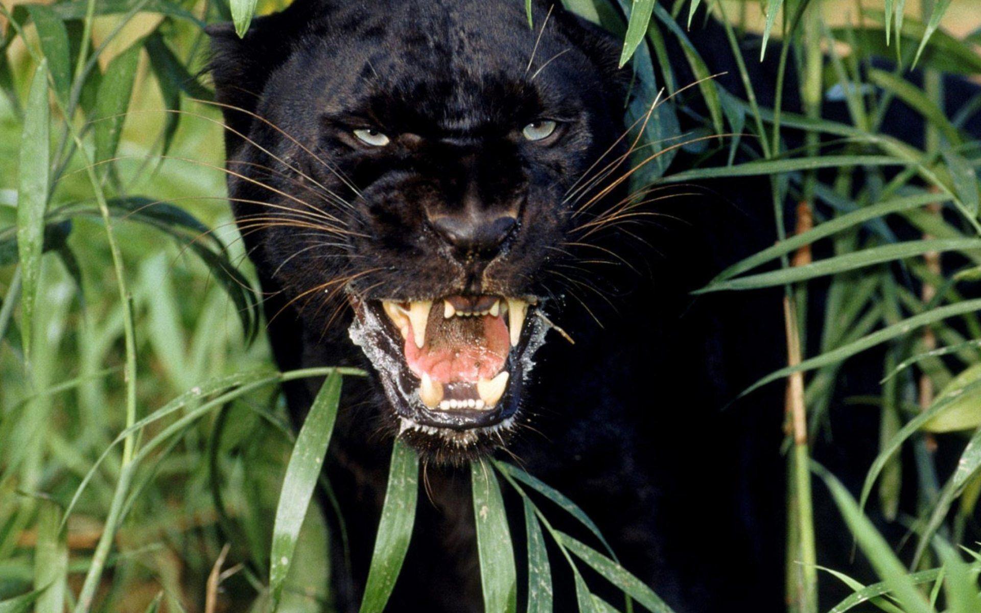 Black Panther HD Wallpaper. Black Panther Image