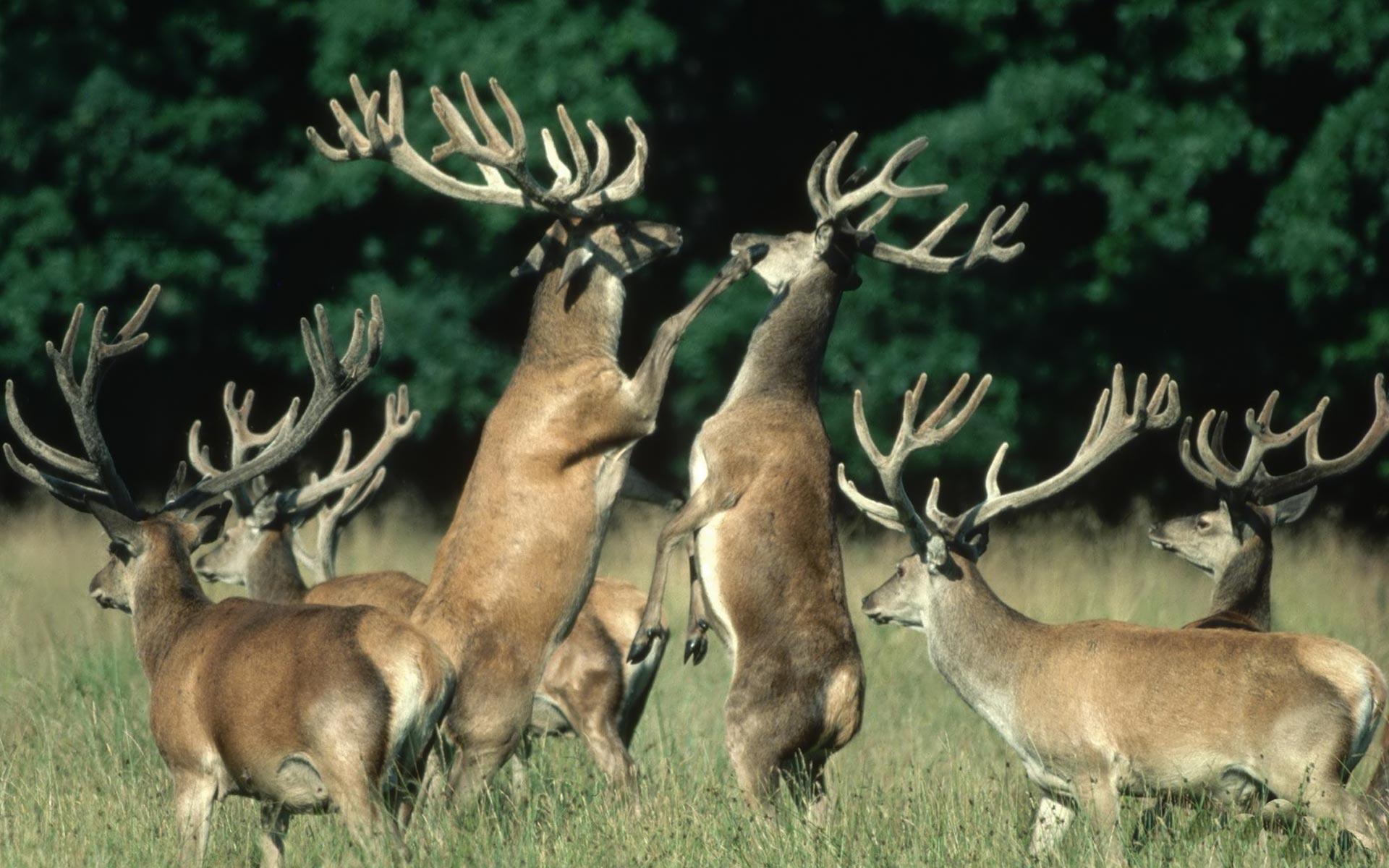 Desktop Wallpaper · Gallery · Animals · Deer mating season. Free