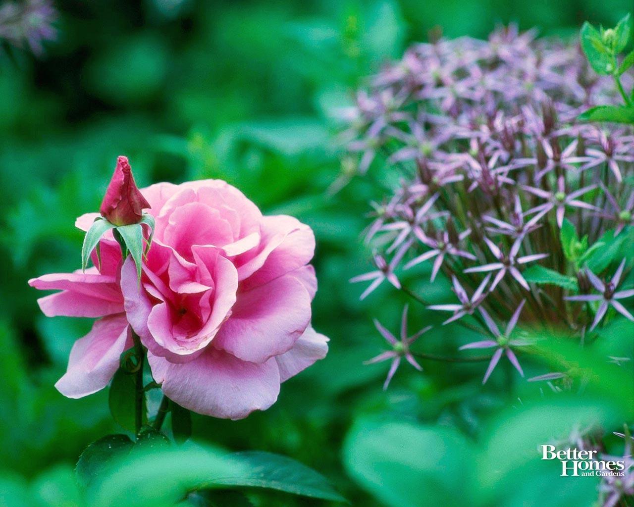 Free Spring Desktop Wallpaper