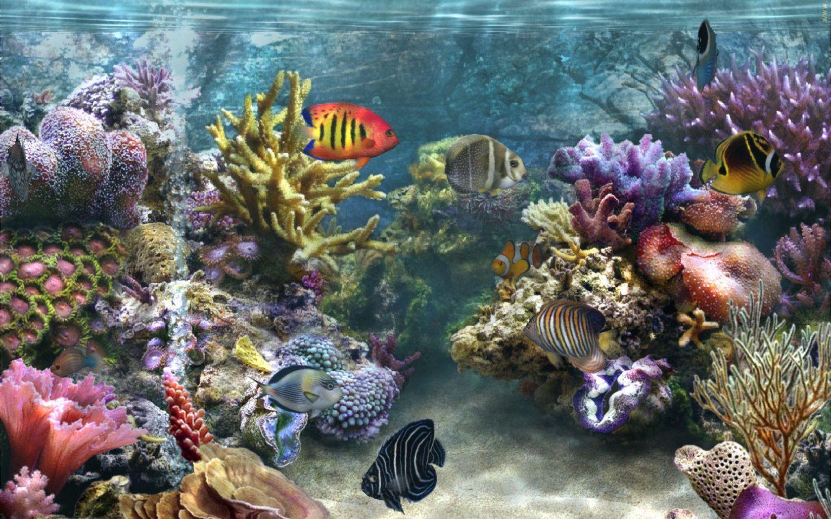 marine aquarium 4k screensaver