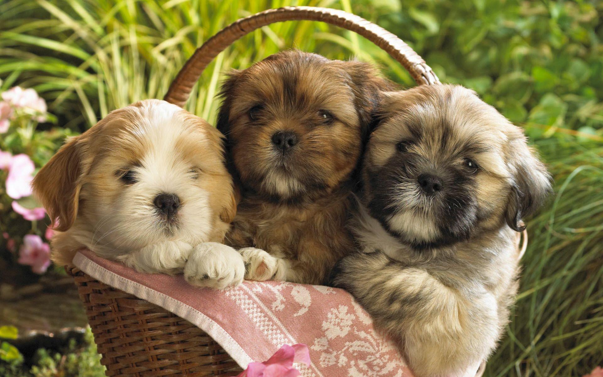 Free Beautiful Cute Puppies Wallpaper For Desktop. Dogs