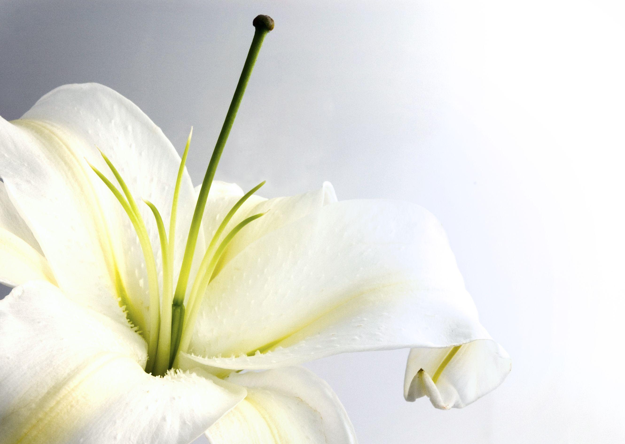 Flowers For > White Lily Flower Wallpaper