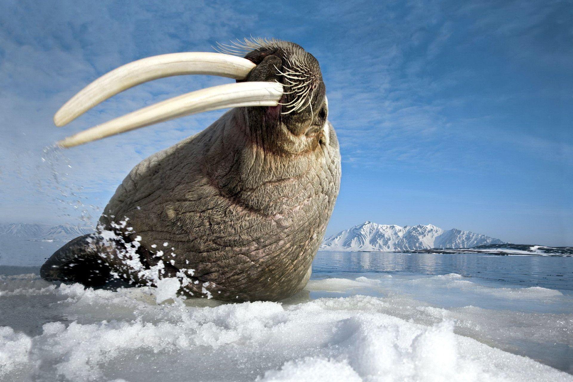 Walrus Picture. Sky HD Wallpaper