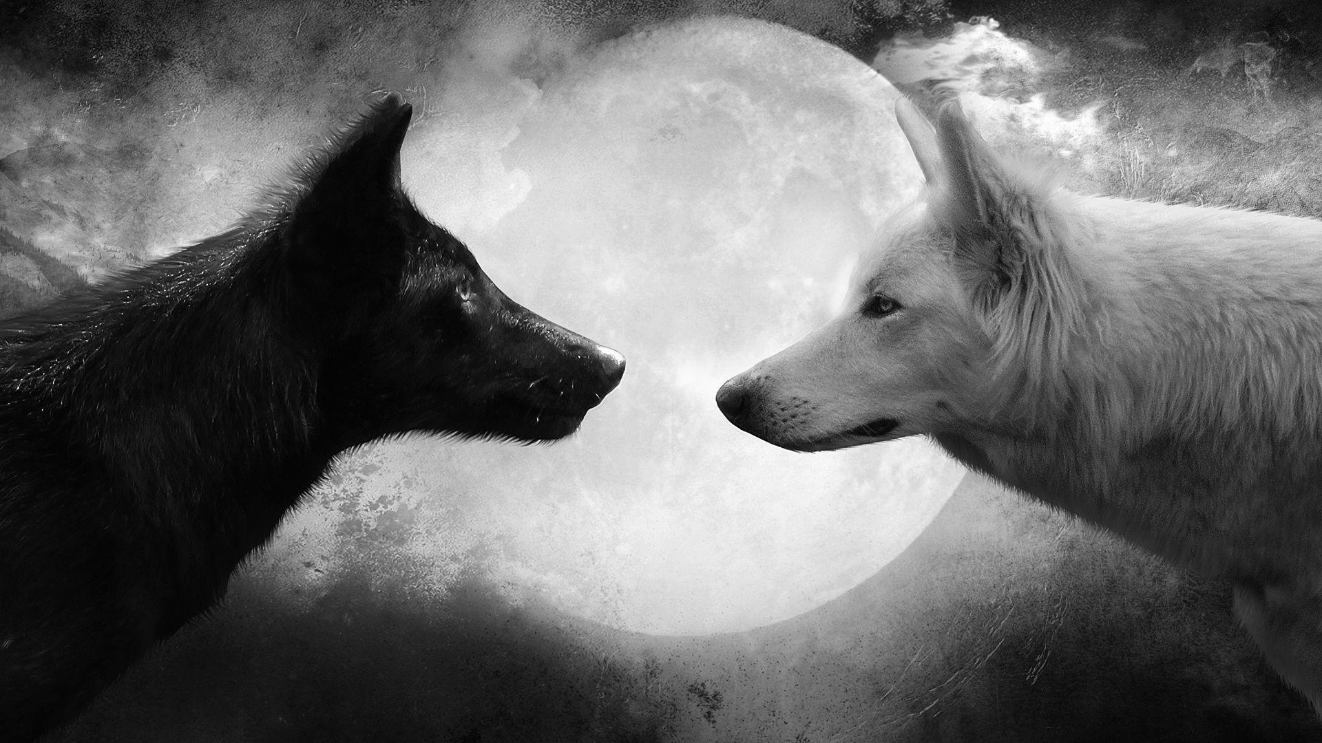 Black and white wolf Wallpaper