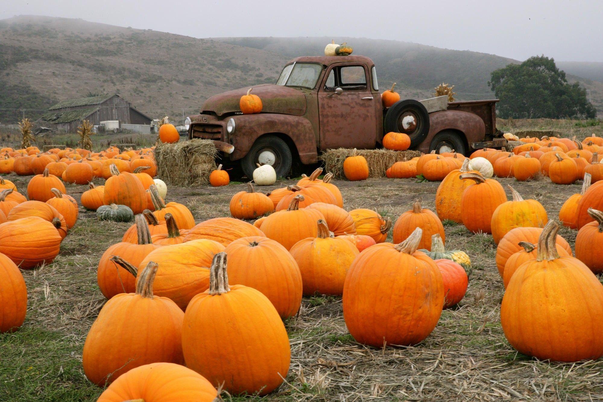 Wallpaper truck, pumpkins, farm picture and photo other
