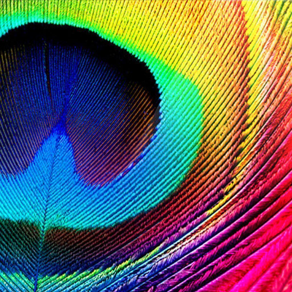 Retina display peacock feather. Great iPad wallpaper