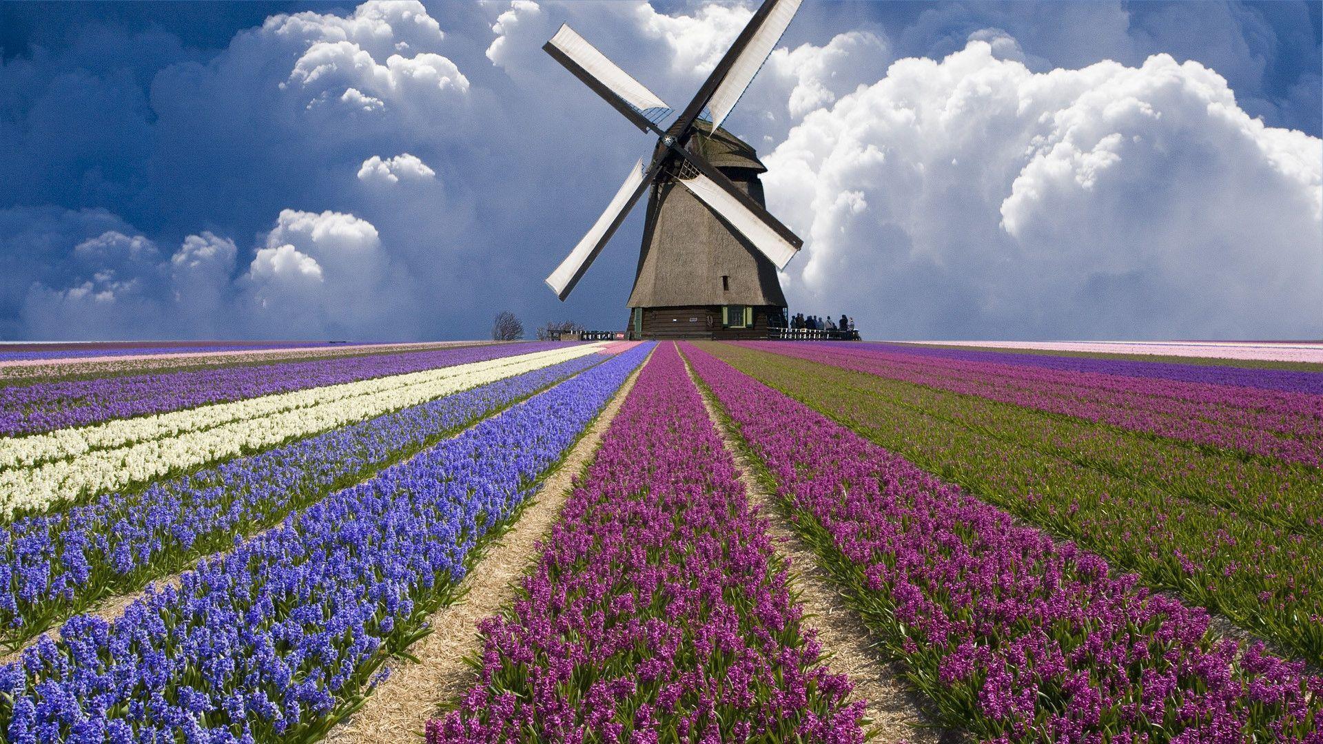 Flowers For > Purple Flower Field Wallpaper