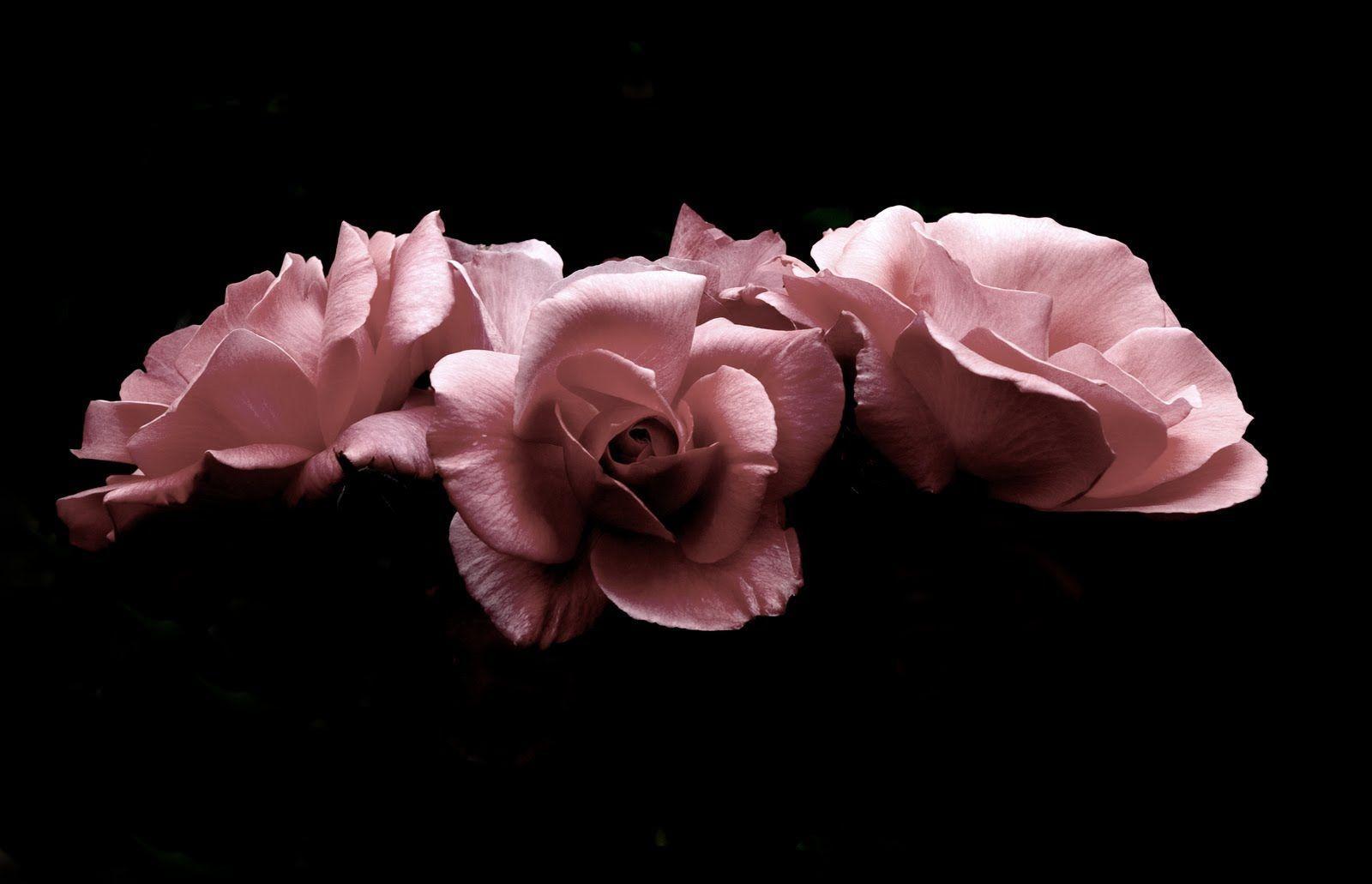 Erling Steen Photography: All kinds of Roses