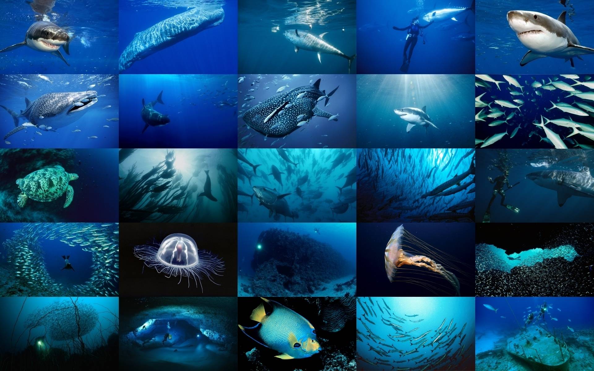 Sea Life HD Background Wallpaper 22 HD Wallpaper