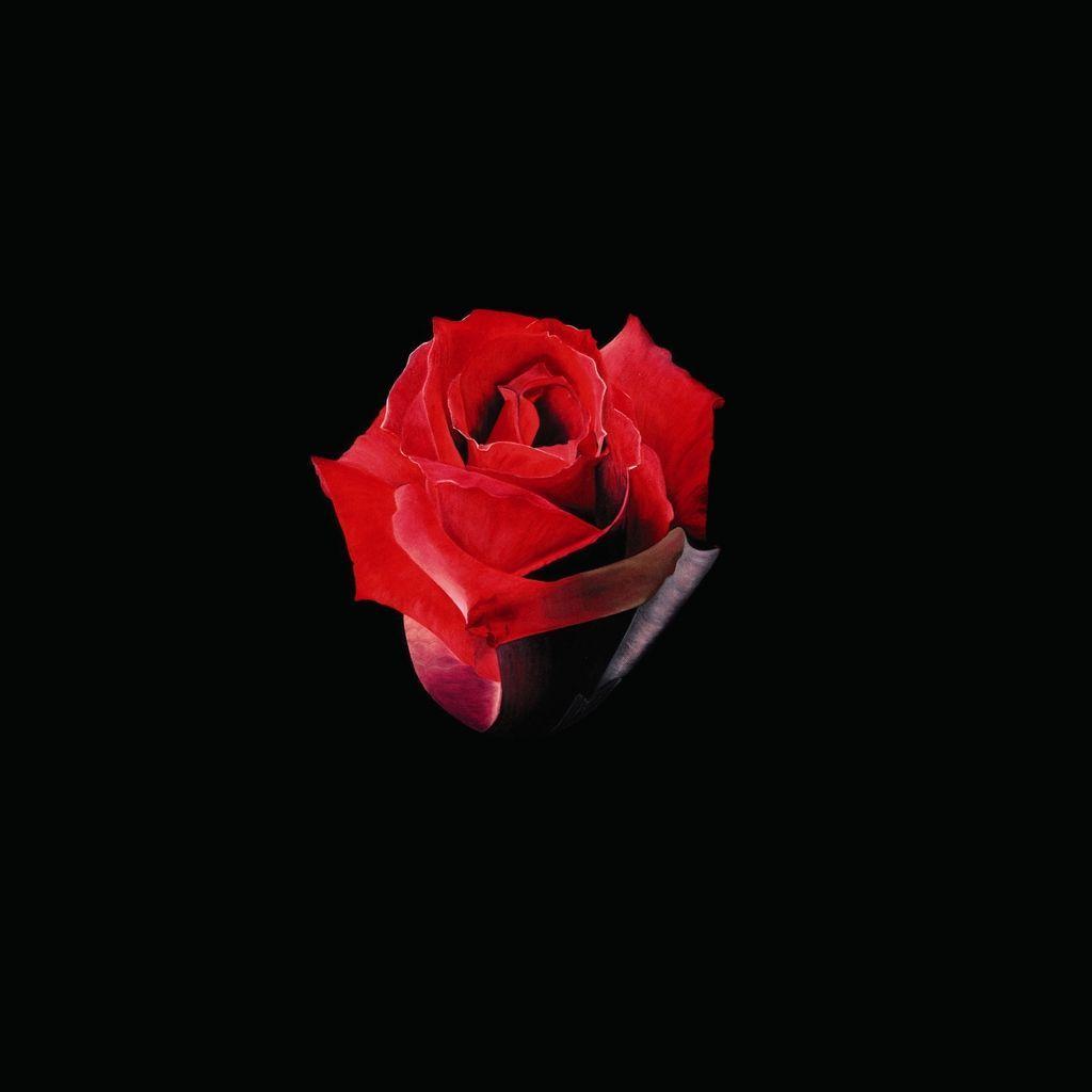 Single Red Rose Wallpapers - Wallpaper Cave
