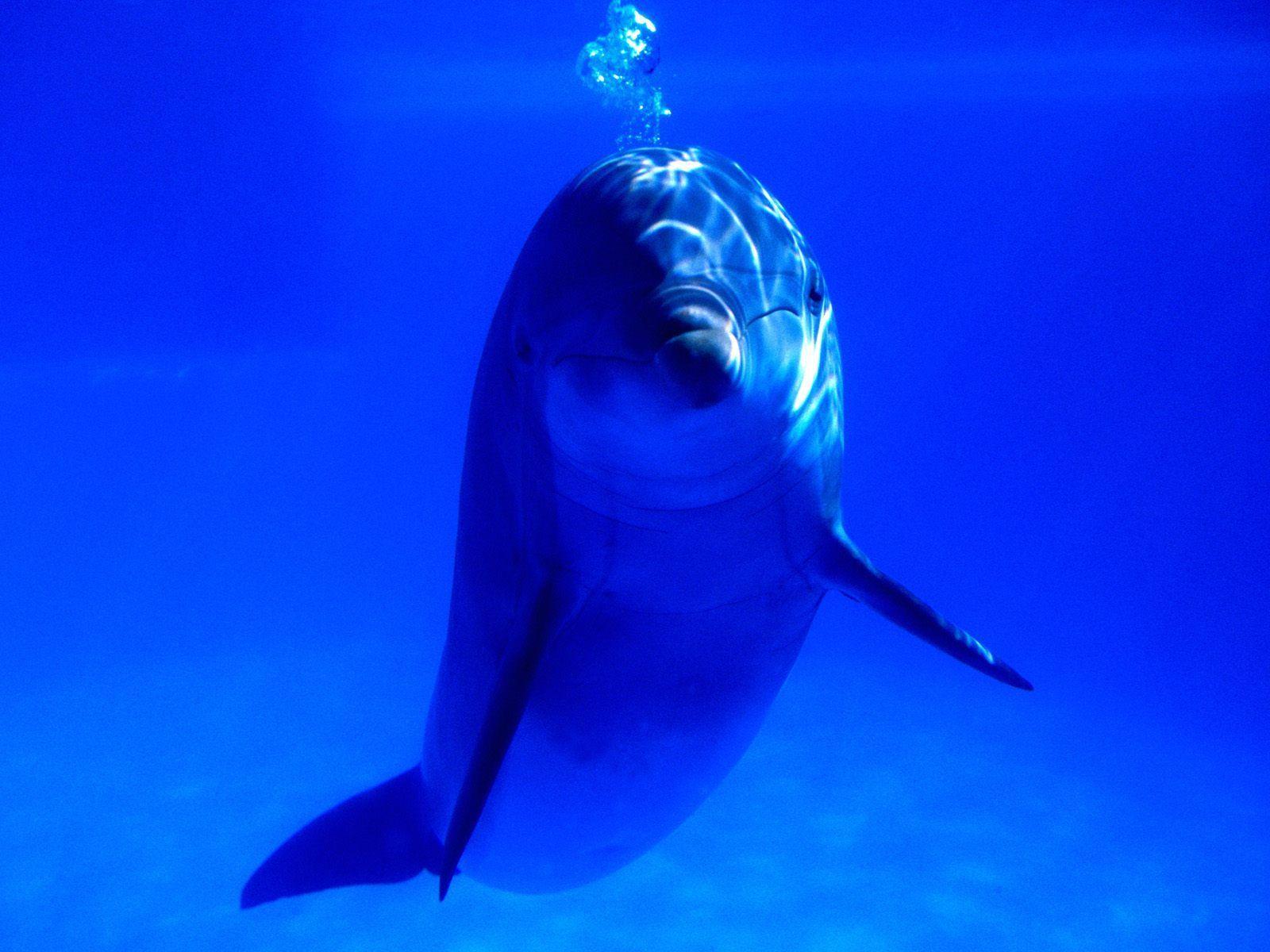 Bright Idea Bottlenose Dolphin Life Photography Desktop