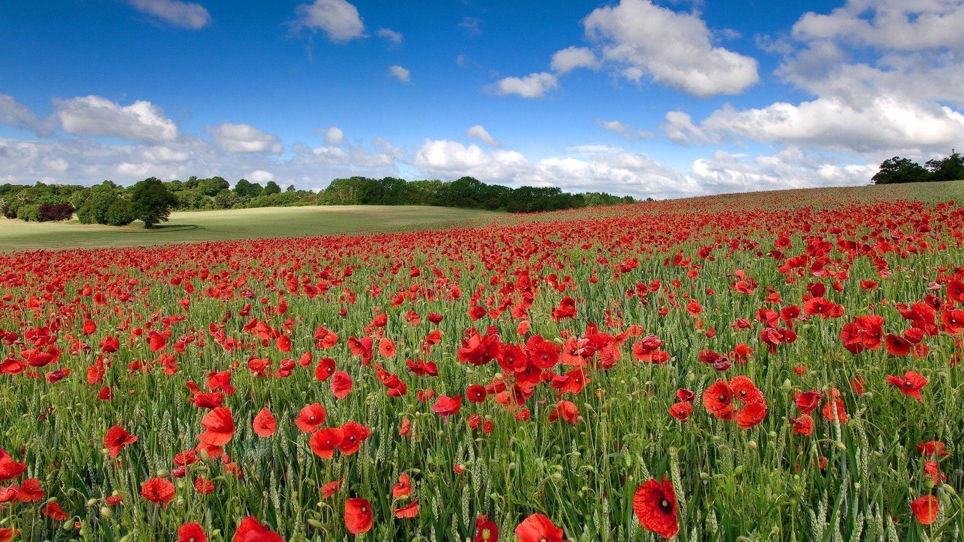 image For > Poppies Painting Wallpaper