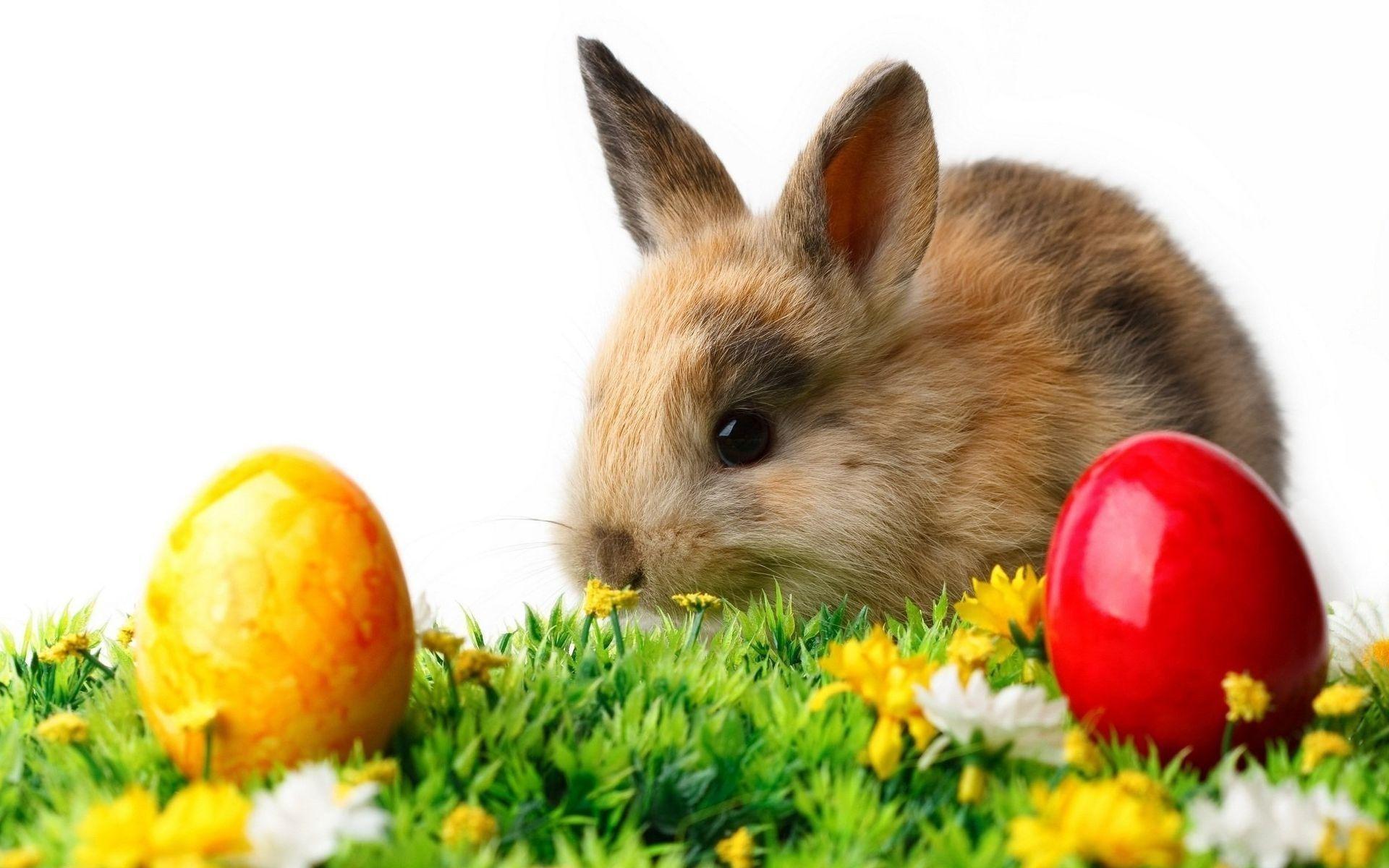 Animals wallpapers easter love mothers wallpapers 1920x1080 px