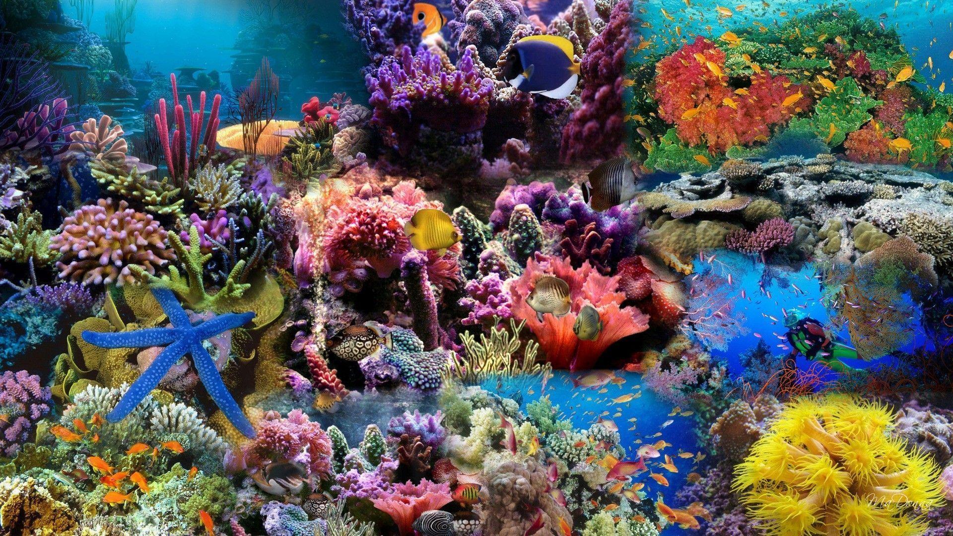 Wallpaper For > Ocean Underwater Background Coral Reef