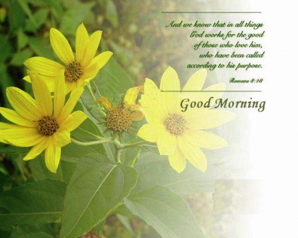 New Good Morning With Flower Sms Image Wallpaper Free