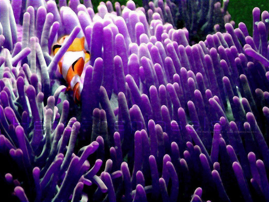 Wallpaper: &;Clownfish&; clownfish near it&;s favorite anemone