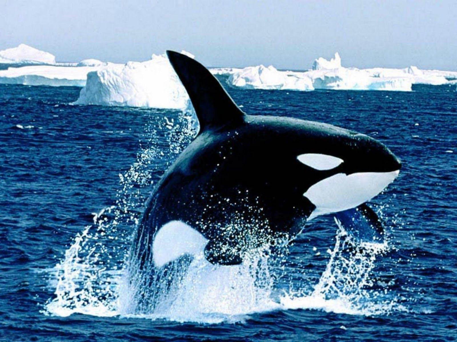 Killer Whale Animal Photos Wallpapers