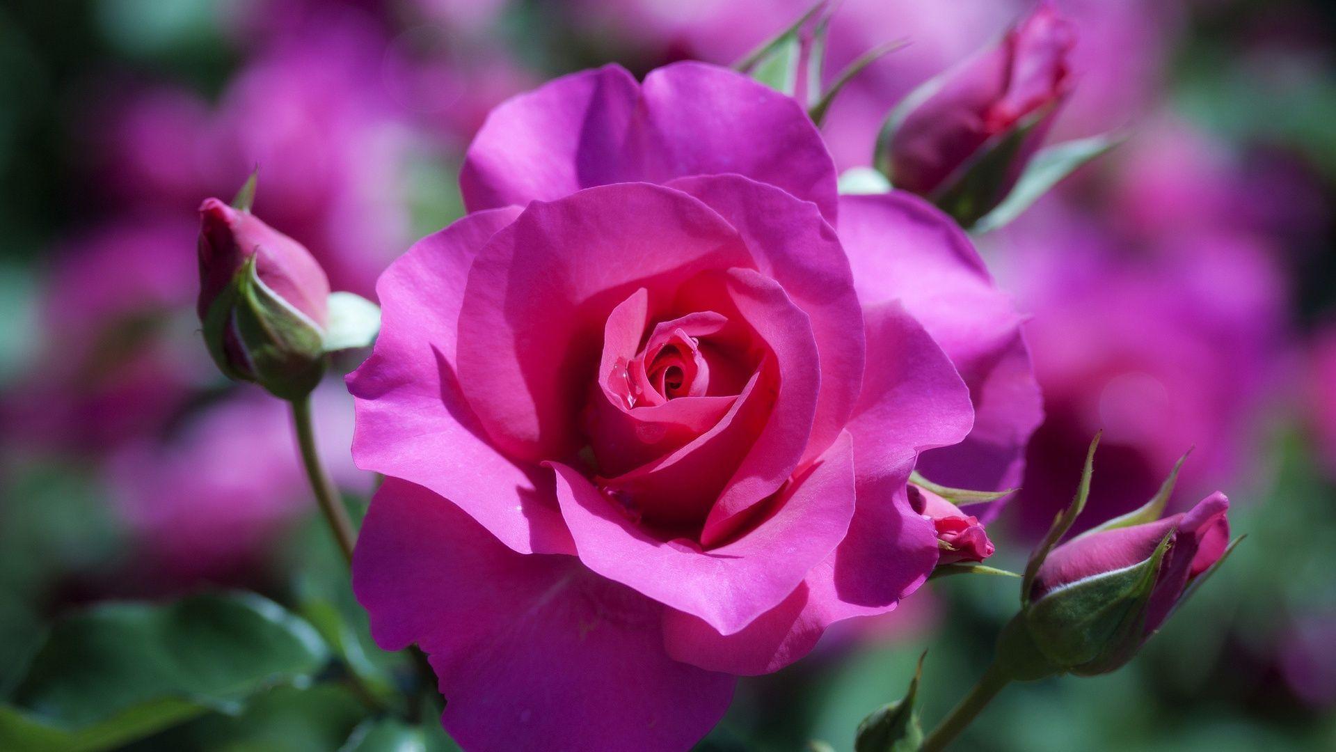 Wallpaper For > Pink And Purple Roses Wallpaper