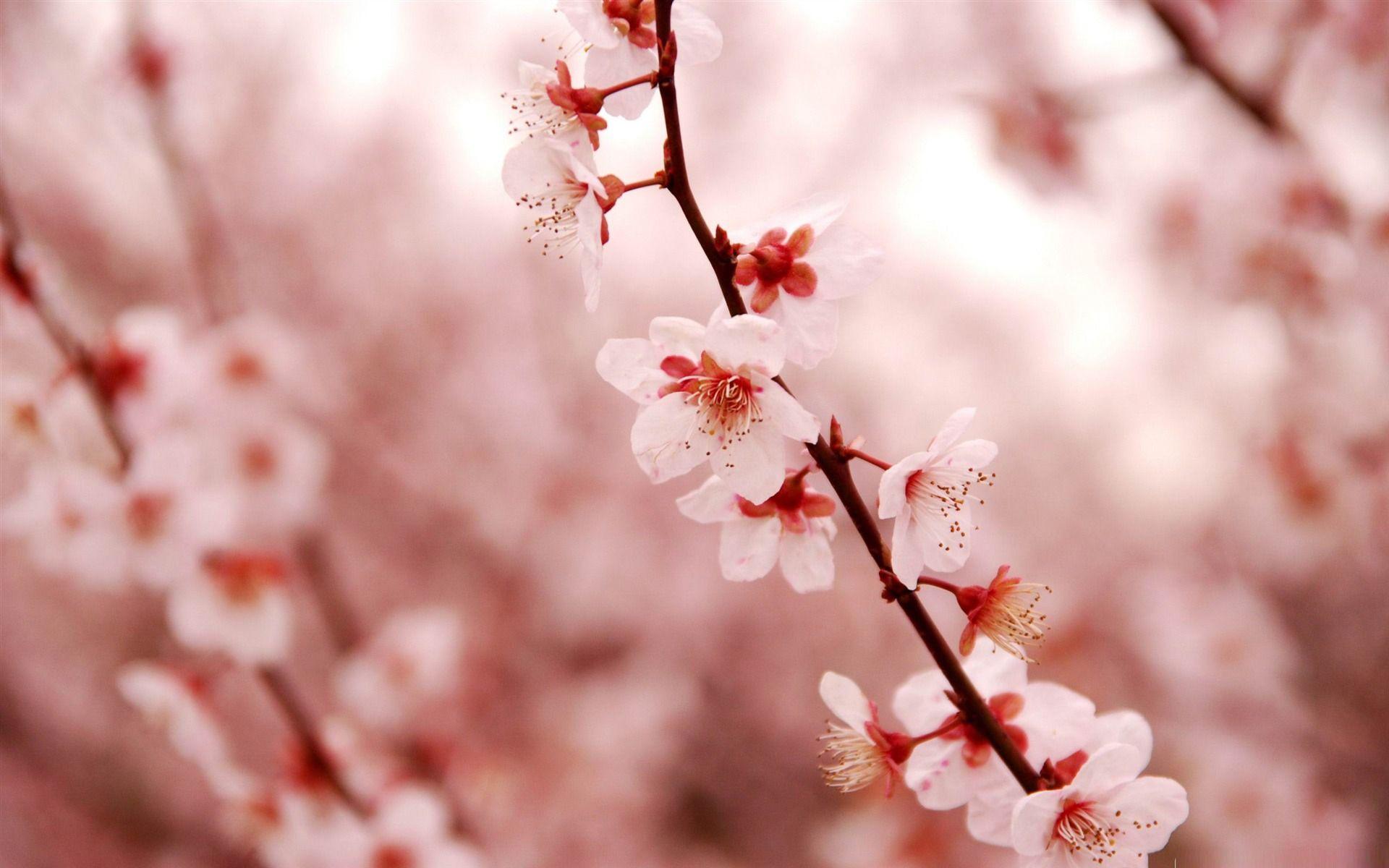 Cherry Blossom Desktop Wallpapers - Wallpaper Cave