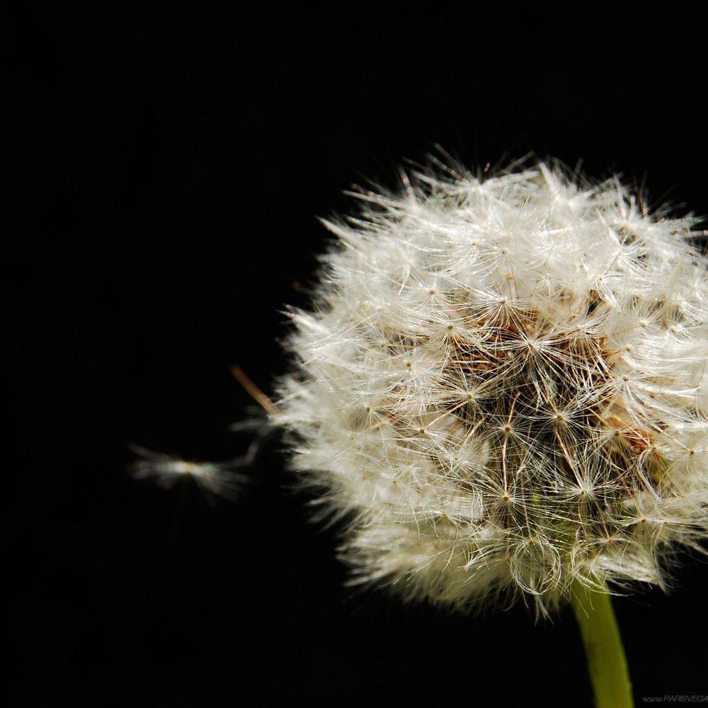 free desktop wallpaper background dandelion on black