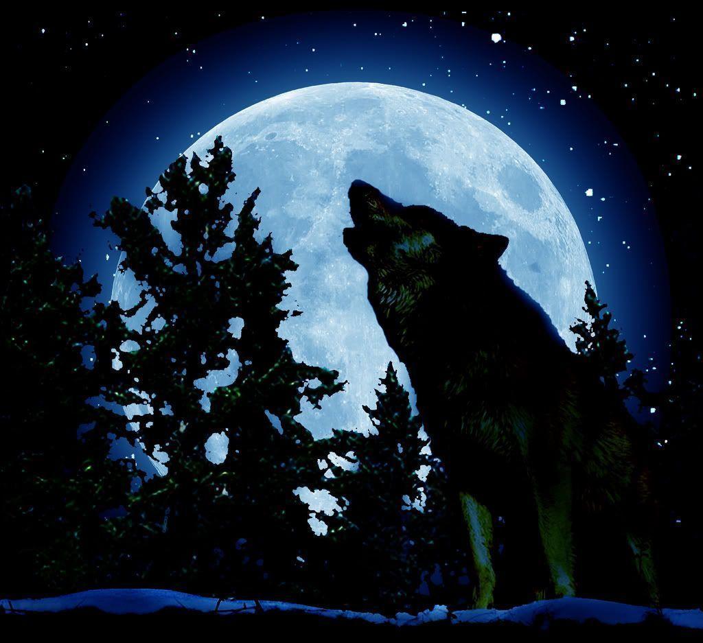 image For > Three Wolves Howling Wallpaper