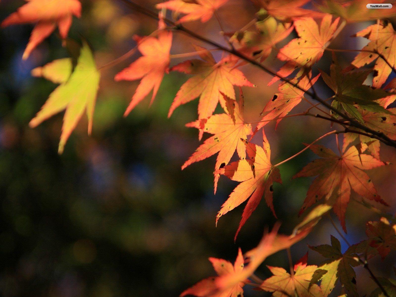 Wallpaper For > Autumn Scenery Desktop Wallpaper