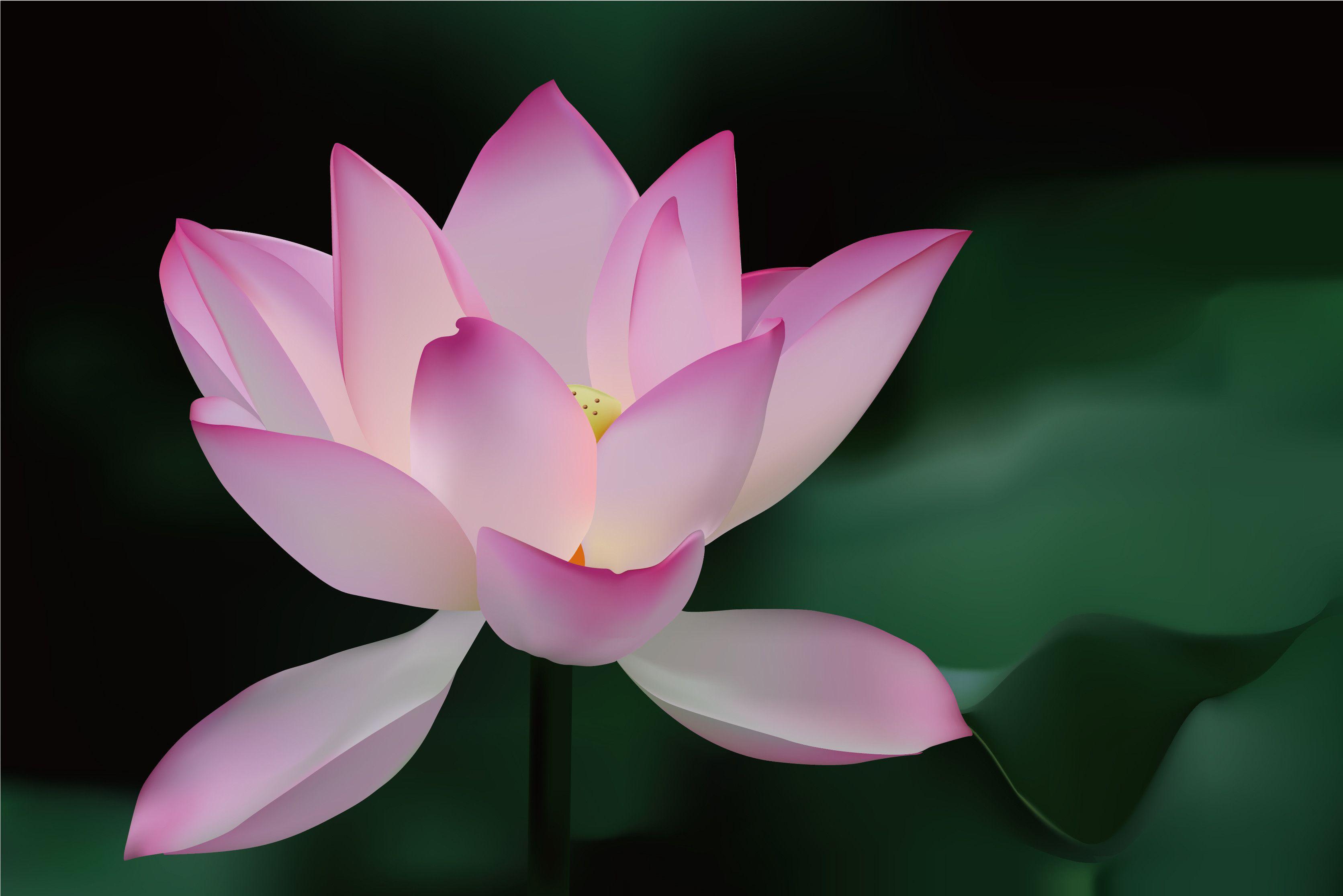 Lotus flower background vector. Download Free Vector