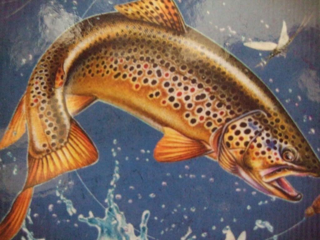 Brown Trout Outline