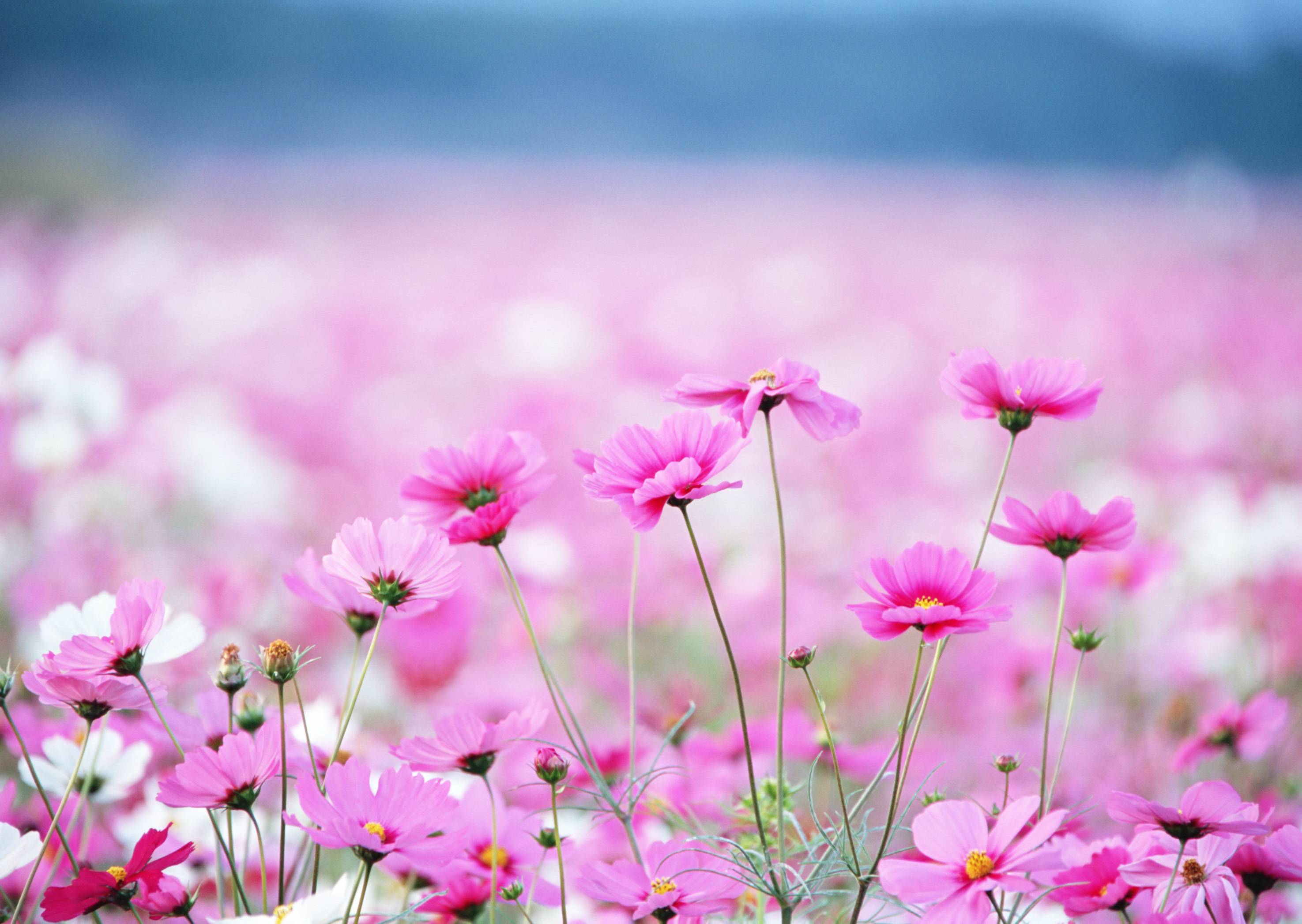 Pink daisy in summer wallpaper and image, picture