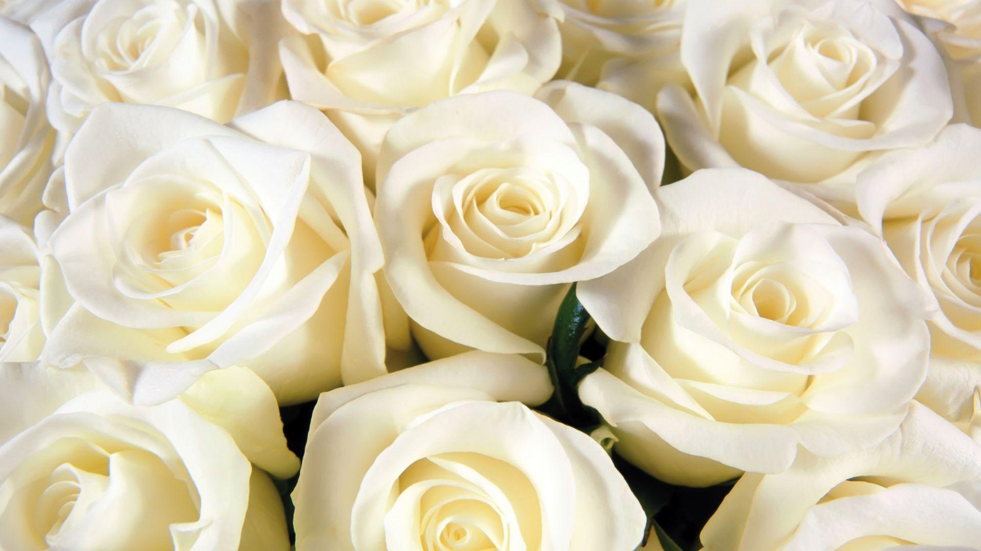 White Roses Photo Background 1080p